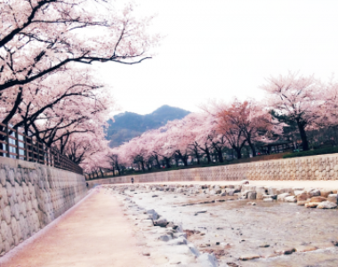 금오산 벚꽃